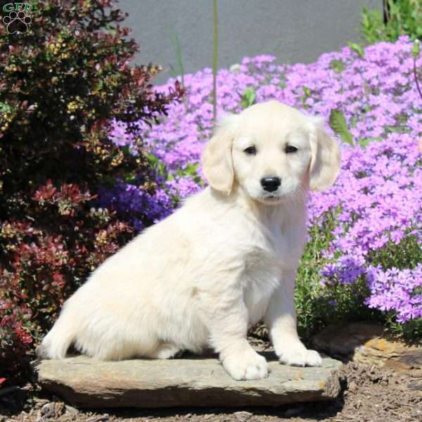 Rascal, Goldendoodle Puppy